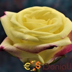 Zain 291