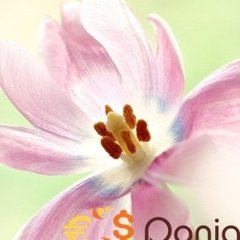 sidhu